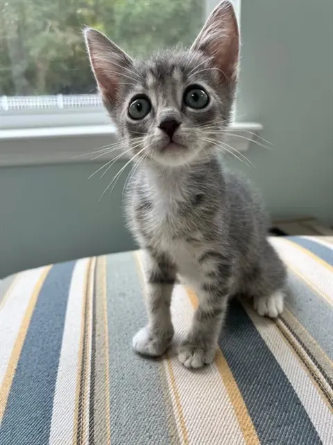 Peeta