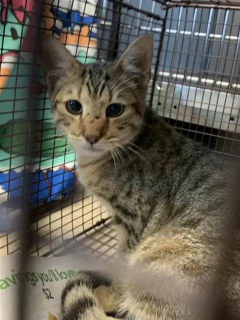 Adoptable Cat