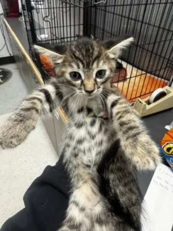 Kit Kat