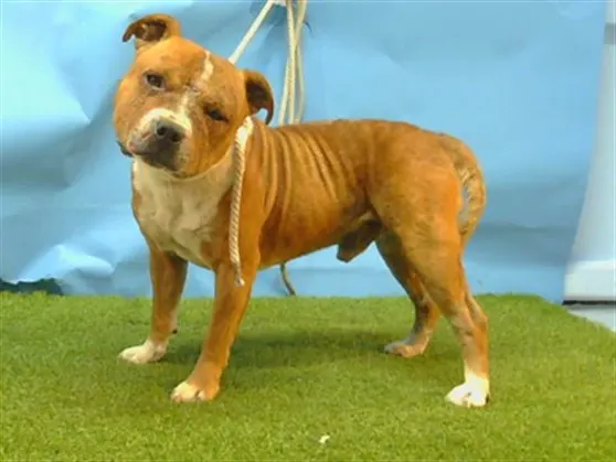 Adoptable Dog