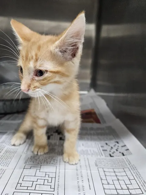 Adoptable Cat