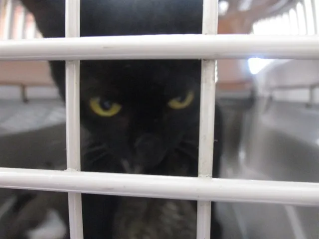 Clawdia