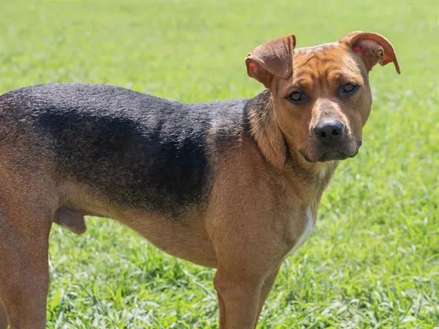 Ranger