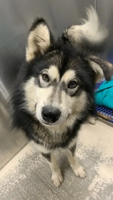 Pup