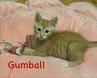 Gumball