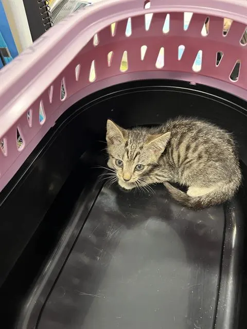 Adoptable Cat