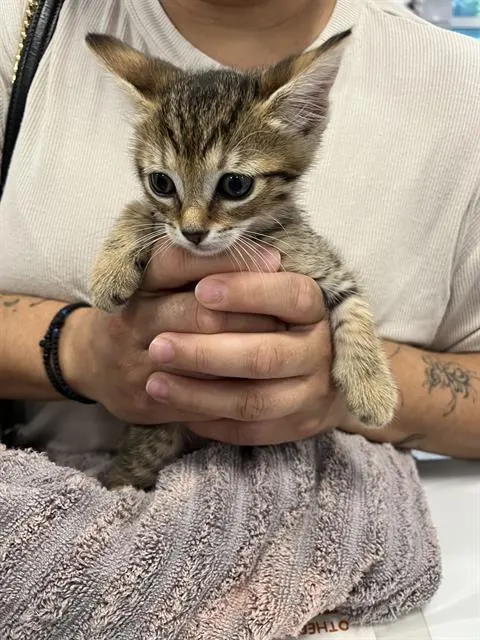 Adoptable Cat
