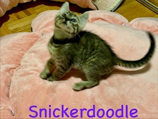 Snickerdoodle