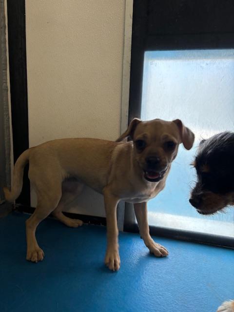 Adoptable Dog
