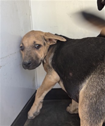 Adoptable Dog