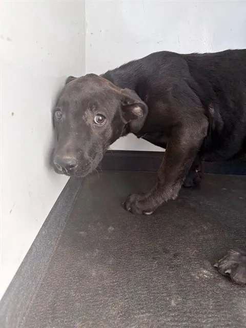 Adoptable Dog