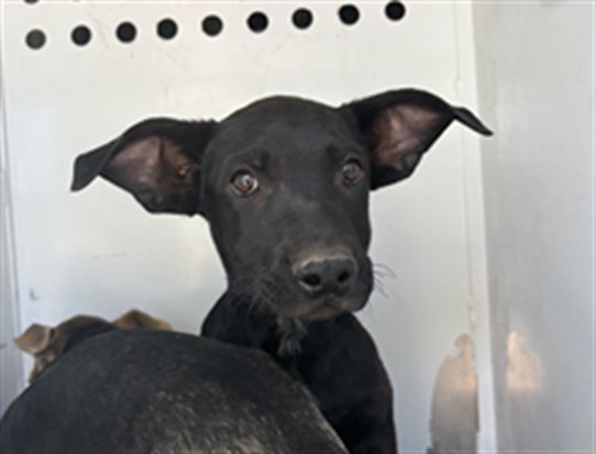 Adoptable Dog