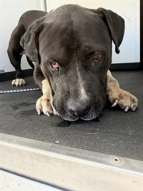 Adoptable Dog