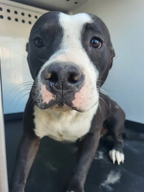 Adoptable Dog
