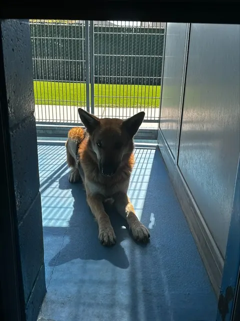 Adoptable Dog