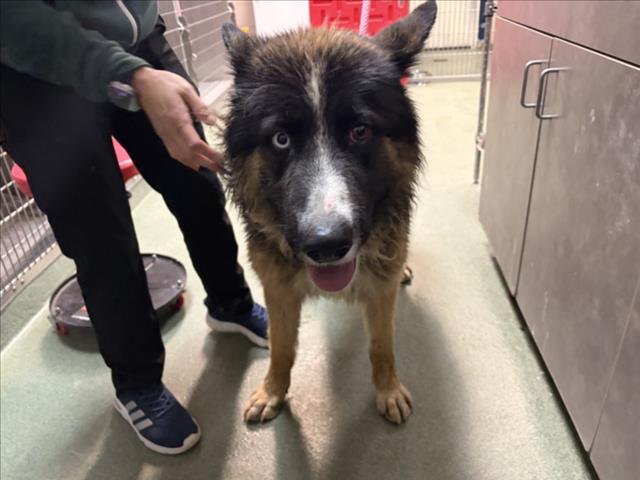 Adoptable Dog