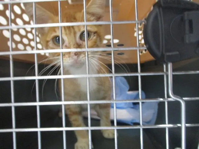 Adoptable Cat