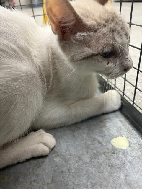 Adoptable Cat