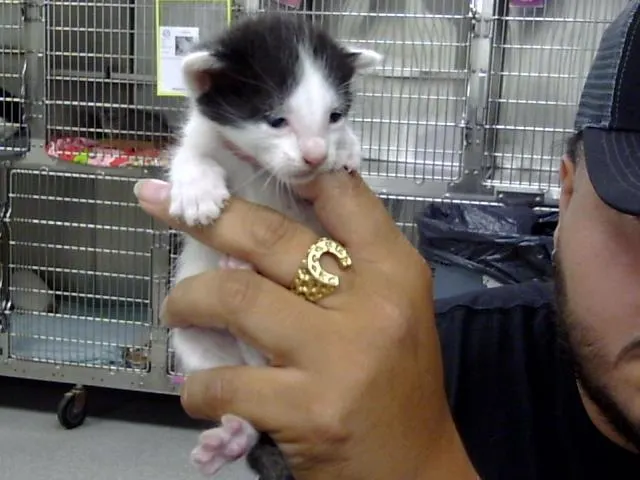 Adoptable Cat