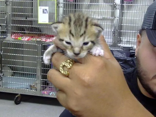 Adoptable Cat