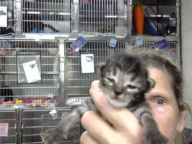 Adoptable Cat