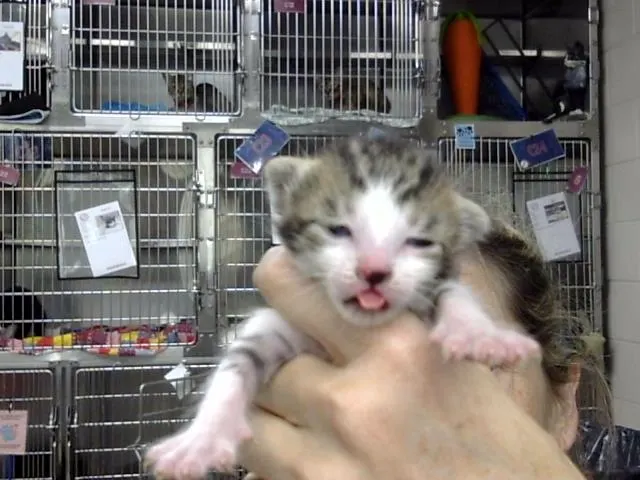 Adoptable Cat
