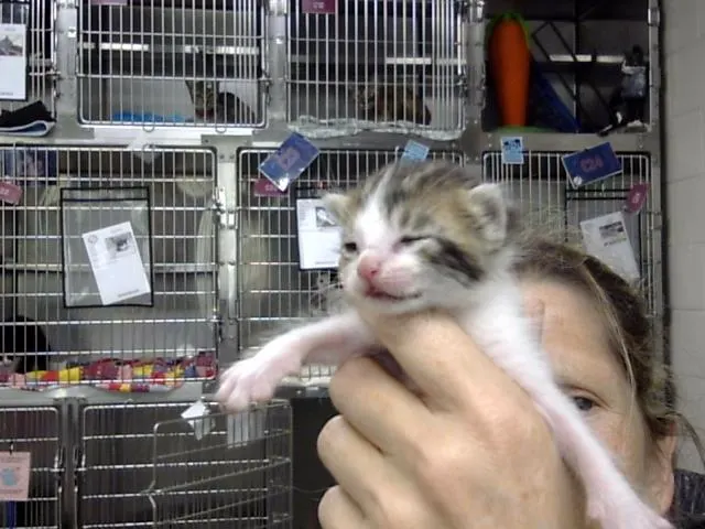 Adoptable Cat