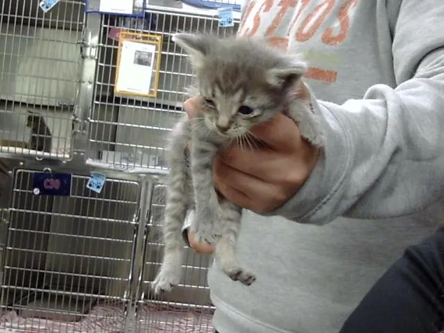 Adoptable Cat
