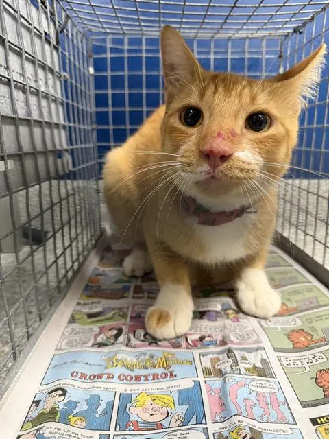 Adoptable Cat