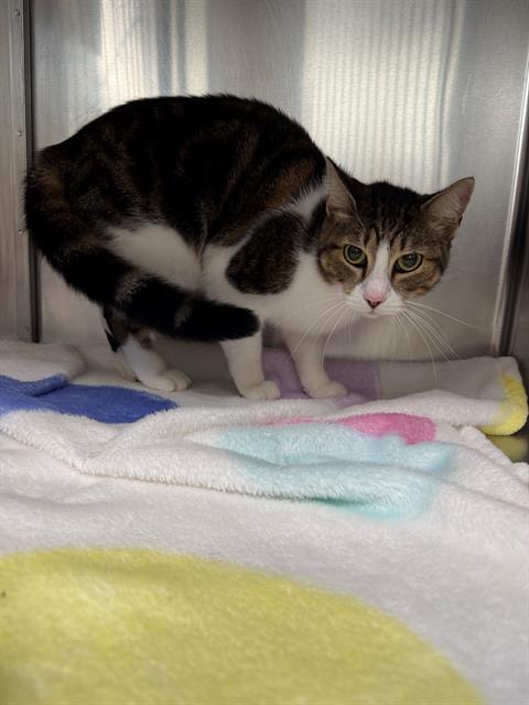 Adoptable Cat