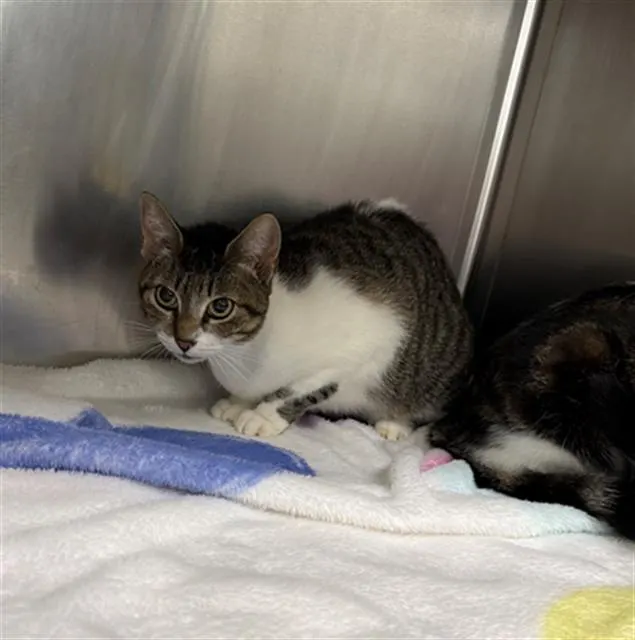 Adoptable Cat
