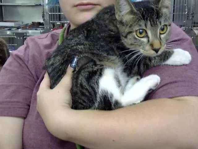 Adoptable Cat