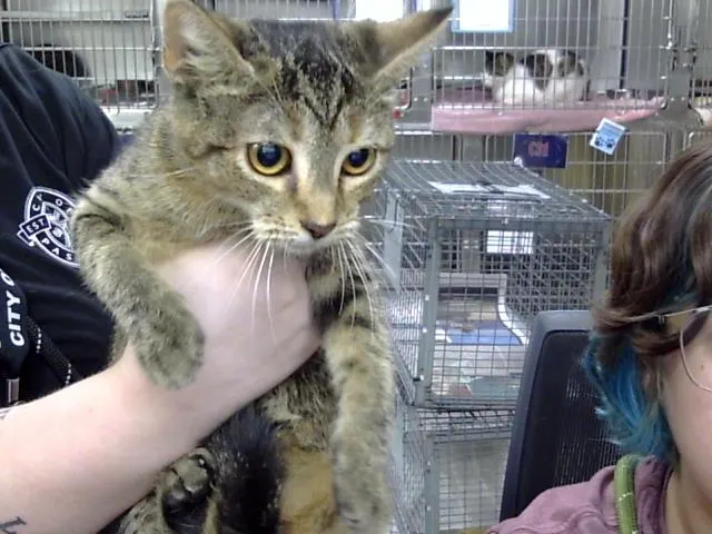 Adoptable Cat