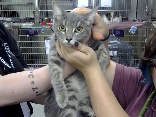Adoptable Cat