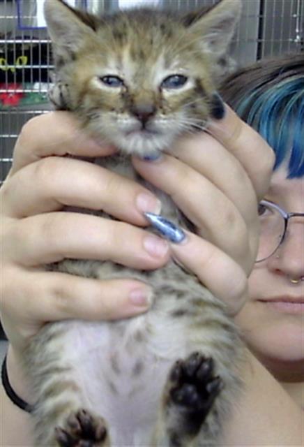 Adoptable Cat