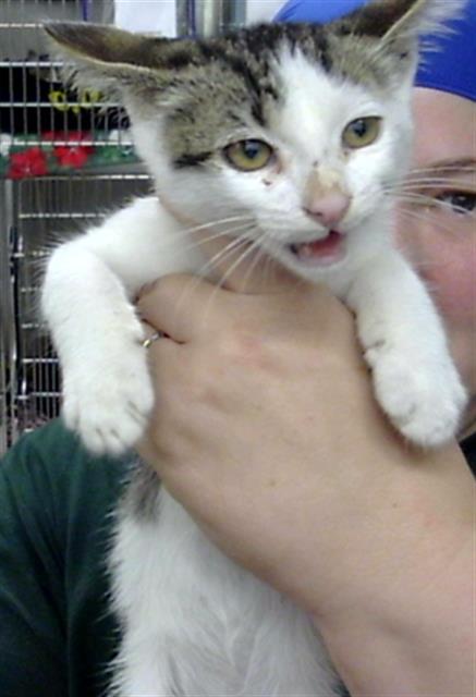 Adoptable Cat
