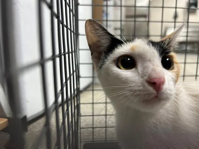 Adoptable Cat