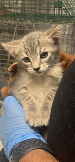 Bowie