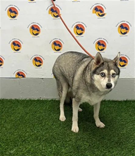 *Balto