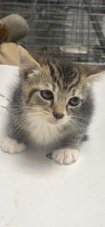 Cleopatra