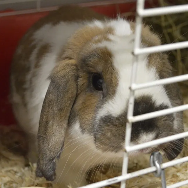 Peanut