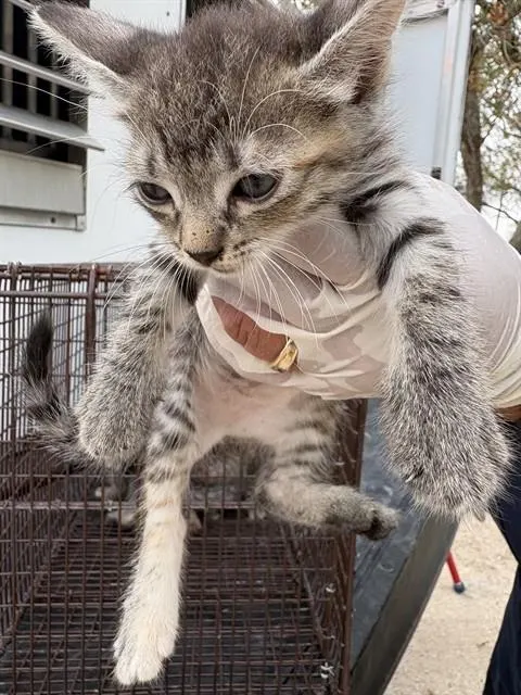 Adoptable Cat