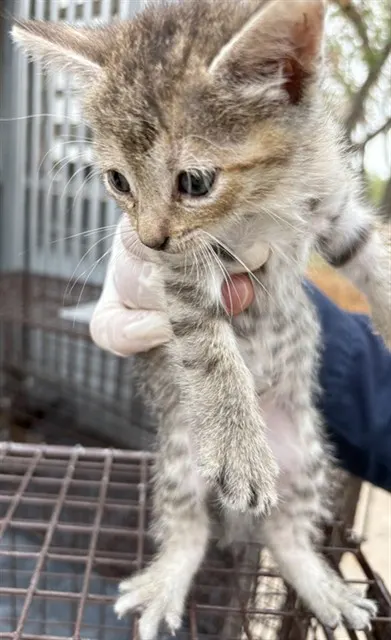 Adoptable Cat