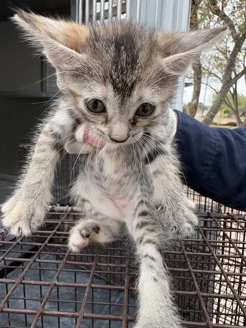 Adoptable Cat