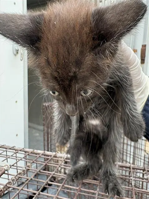 Adoptable Cat