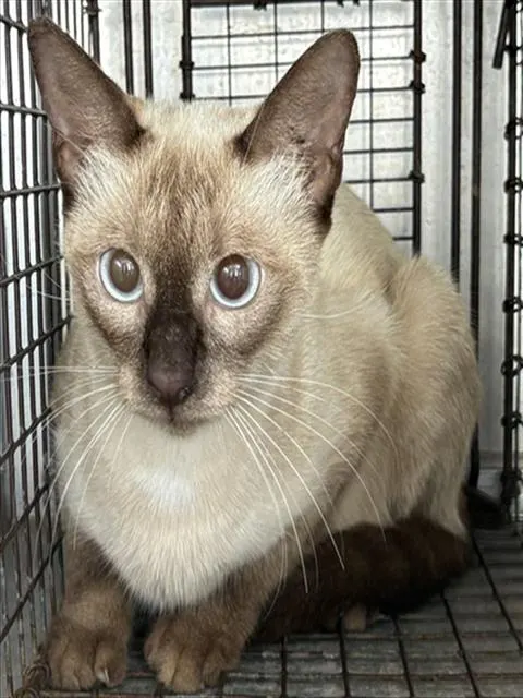 Adoptable Cat