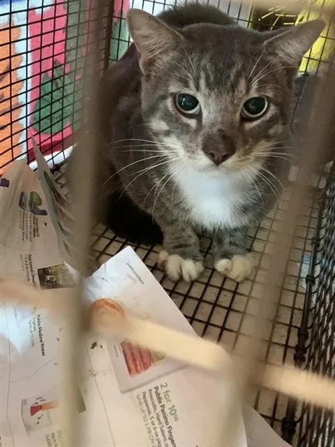 Adoptable Cat