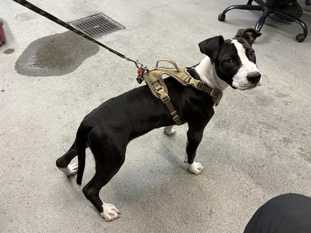 King Oreo