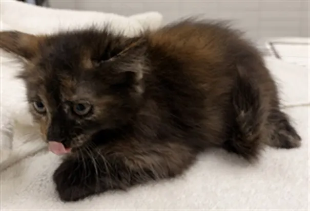 Adoptable Cat