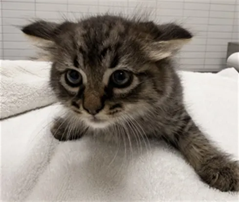 Adoptable Cat